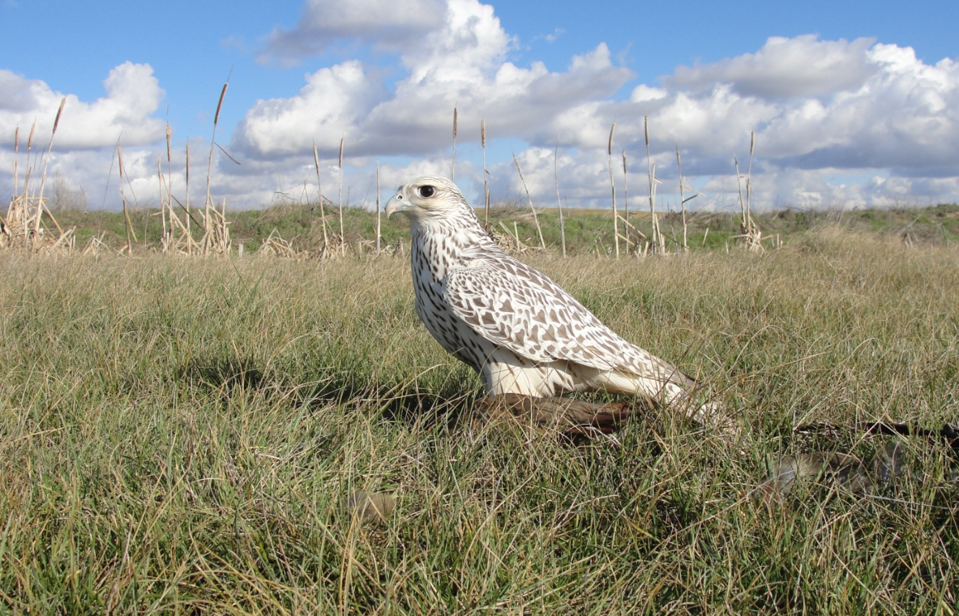 Estrategias para la prevención de enfermedades transmitidas por aves